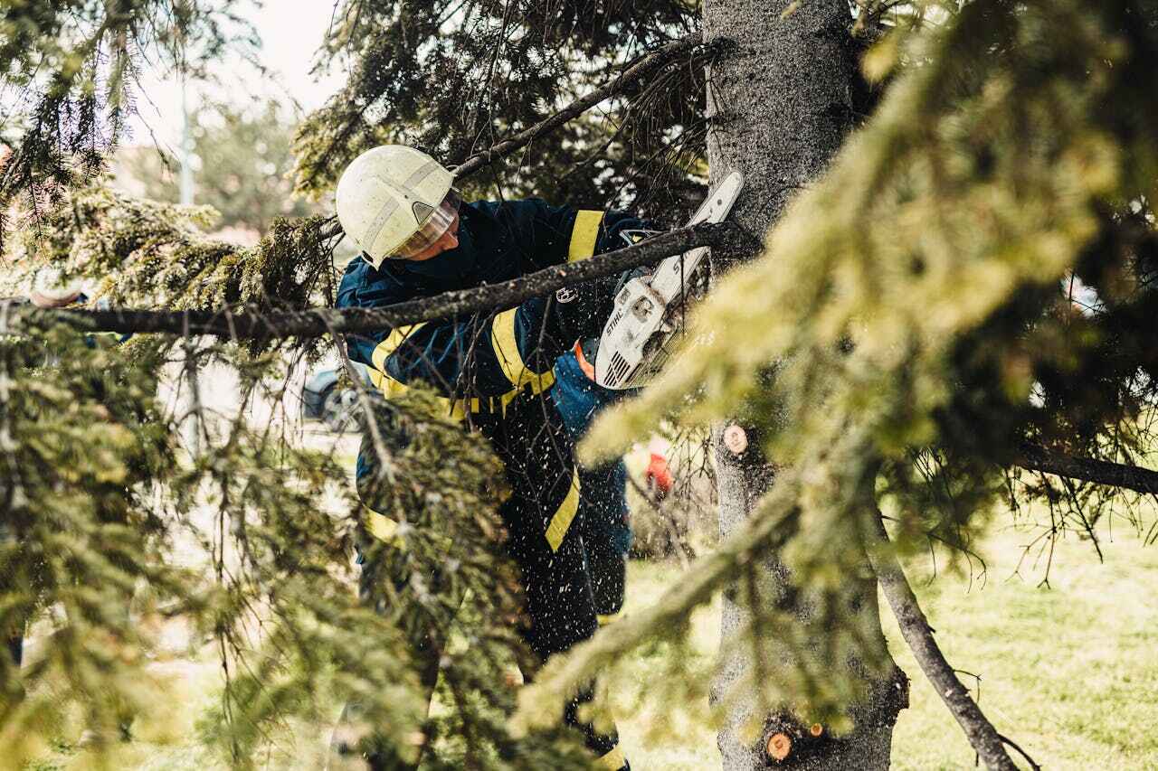 Best Tree Branch Trimming  in Town N Country, FL